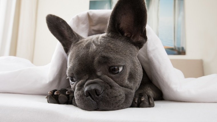 french bulldog dog relaxing or daydreaming in bedroom , thinking about life