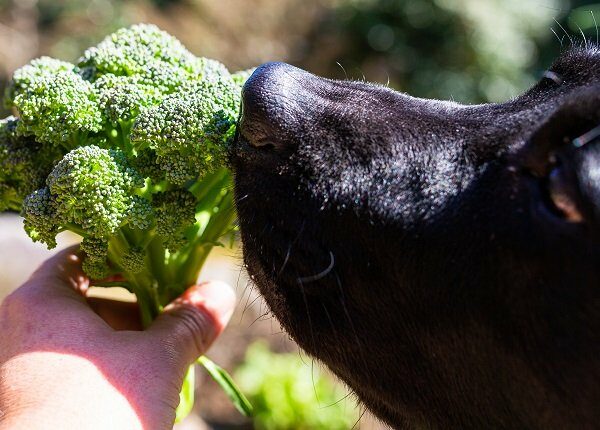 A close up of a black lab dog smelling a freshly picked broccoli