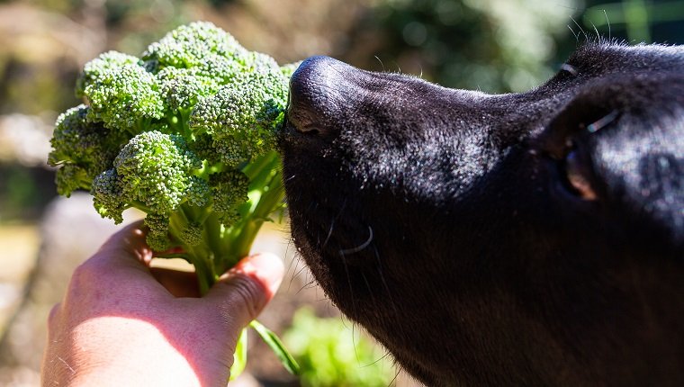 A close up of a black lab dog smelling a freshly picked broccoli