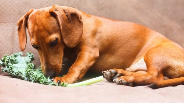 Perikarditis bei Hunden Symptome, Ursachen und Behandlungen