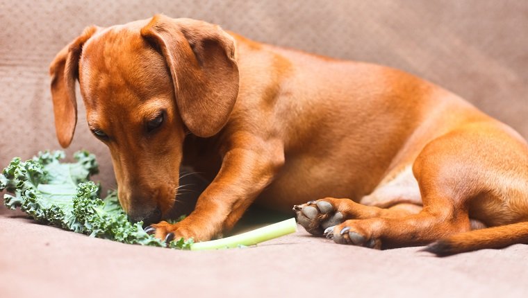 Dachshund puppy dog laying down on couch eating a kale leaf vegetable.