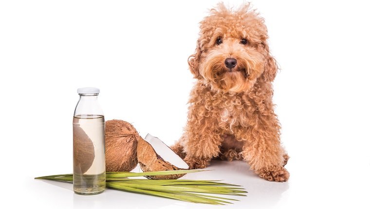 Coconut oil and fats are good and natural ticks and fleas repellent for pets like dogs due to lauric acid.