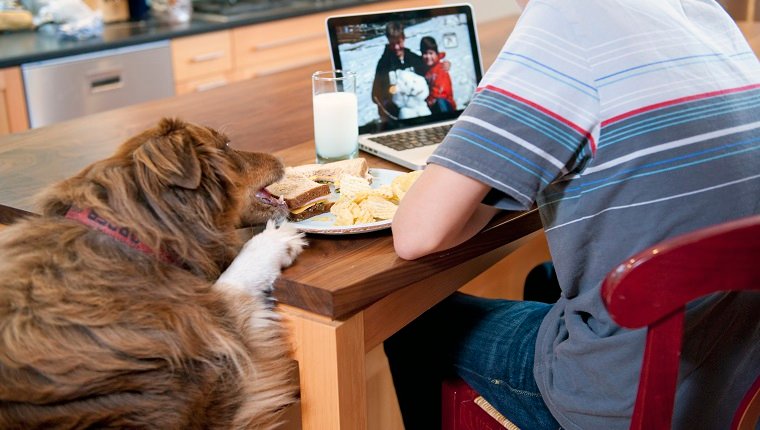 jugendlich Junge, der am Küchentisch sitzt, der am Computer arbeitet, während er Mittagessen isst. Haustierhund, der auf Zähler springt und Sandwich von seinem Teller nimmt.