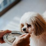 Image of a senior Shih Tzu pet dog waiting for food. Pet owner is feeding white rice to her dog.