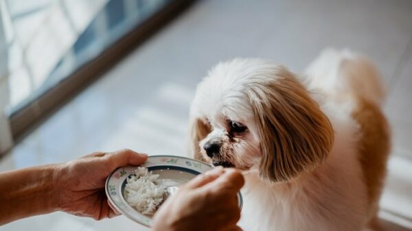 Können Hunde Tofu essen? Ist Tofu sicher für Hunde? Haustiere Welt