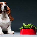 Bassett hound sat next to red bowl of lettuce.