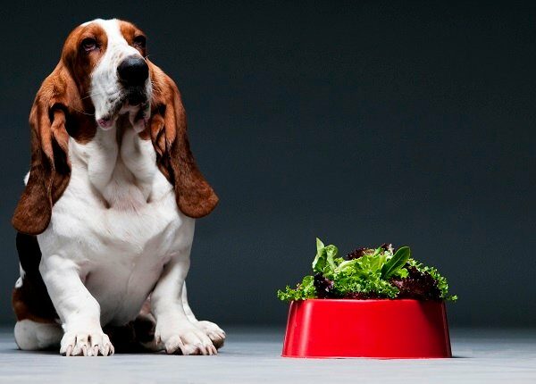 Bassett hound sat next to red bowl of lettuce.