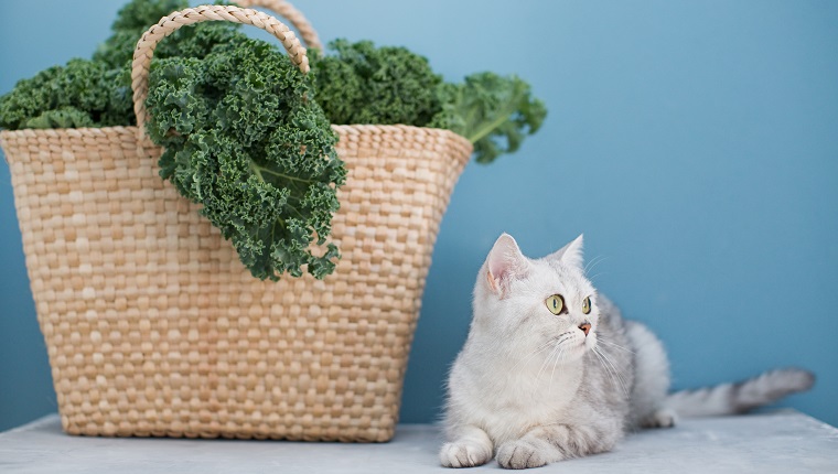 Grauer Katzen- und grüner Grünkohlsalat im Stroh-Öko-Beutel auf einem blauen Hintergrund