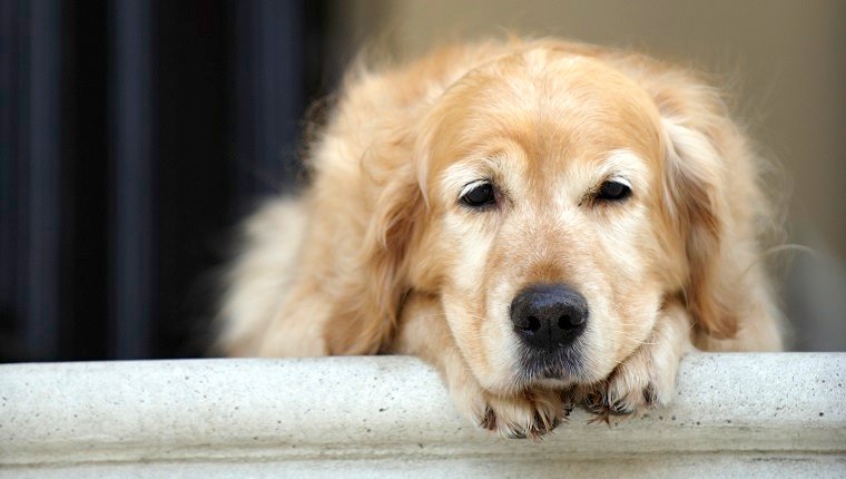Golden retriever dog lying in front door of house, looking away (focus on foreground)