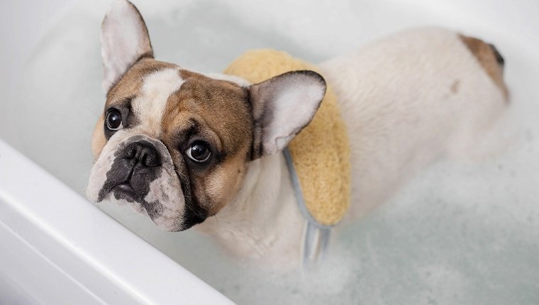 Französische Bulldogge nimmt ein Bad und einen Hauch Bast