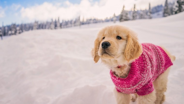 Golden Retriever Welpe, der rosa Pullover trägt, der im frischen Schnee spielt