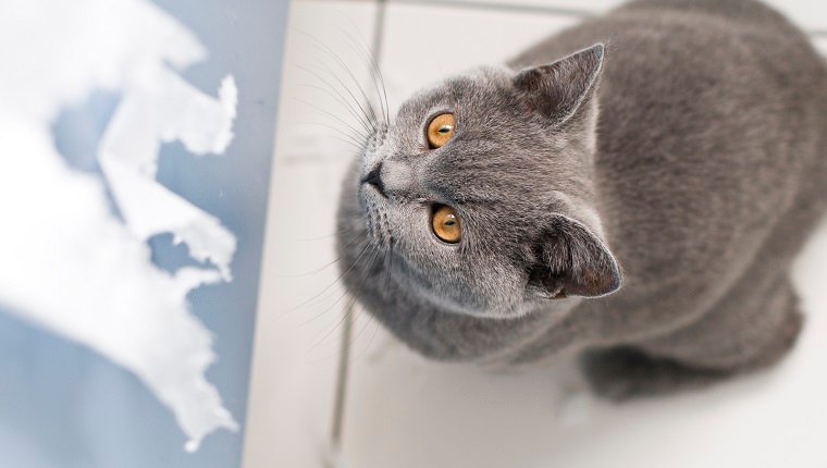 Freches britisches Kurzhaarkätzchen der Katze mit großen gelben Augen, die gerade dabei sind, Toilettenpapier zu zerreißen.