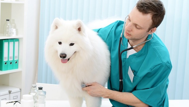 Samoyed dog on the examination by a veterinarian, possibly checking for pericarditis