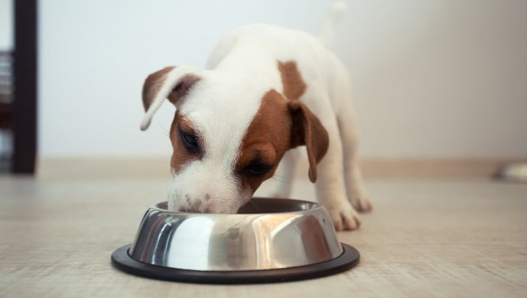 Puppy eating food. Dog