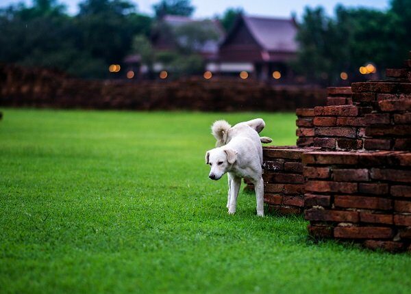 Dogs pee on greensward at wat chaiwattanaram Ayutthaya
