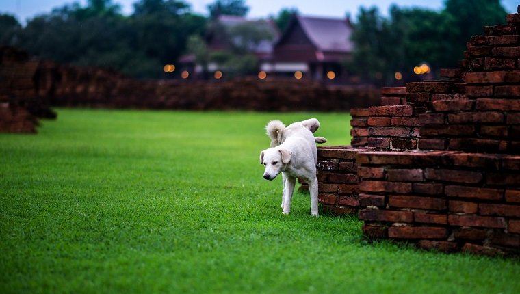 Dogs pee on greensward at wat chaiwattanaram Ayutthaya