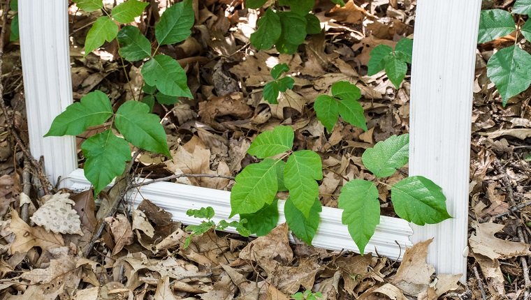 Kriechender Giftefeu, Toxicodendron radicans, wächst langsam um die Beine eines vergessenen Gartenstuhls.