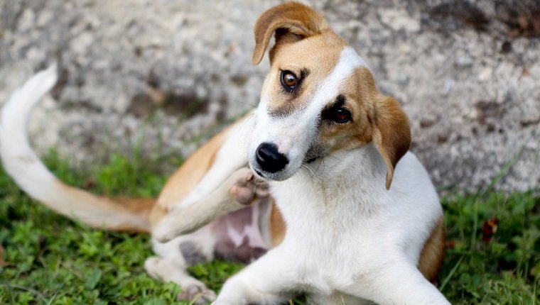 Bild eines streunenden Hundes, der Fell mit Flöhen kratzt
