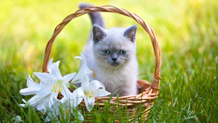Nettes kleines Kätzchen, das in einem Korb mit Lilienblumen auf dem Gras sitzt
