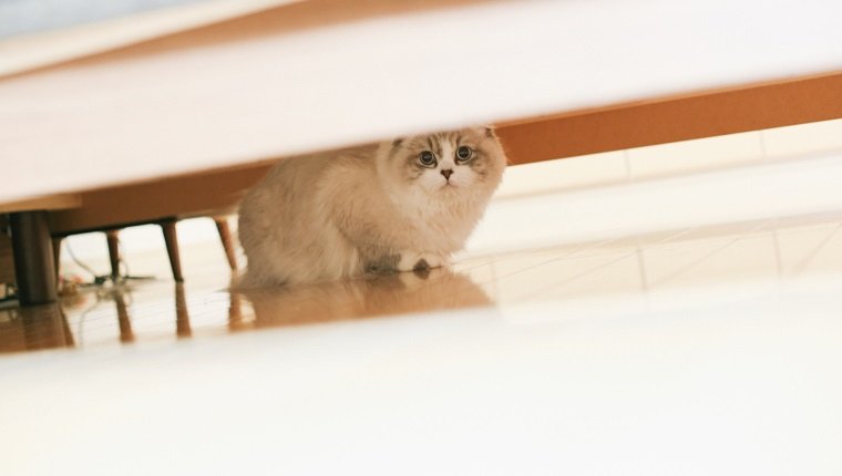 Eine Katze unter dem Tisch