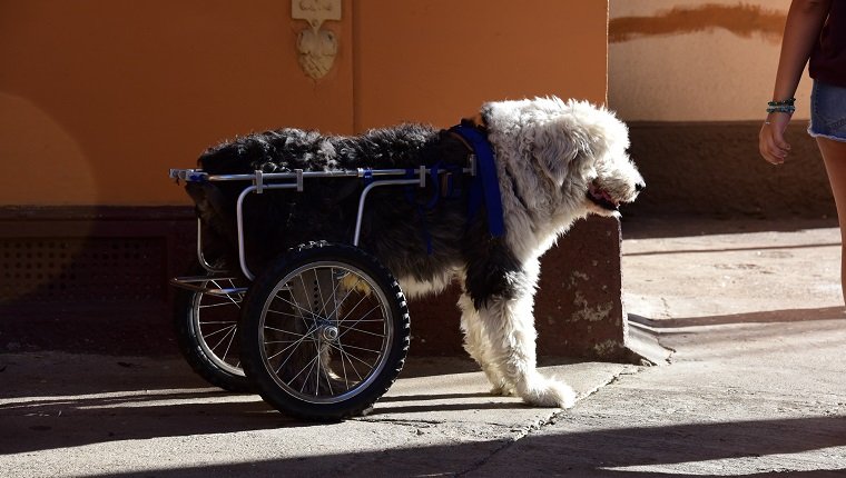 Ein alter englischer Schäferhund im Rollstuhl in Valparaiso