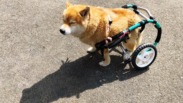 Hohe Winkelansicht des Hundes mit Rollstuhl auf Straße