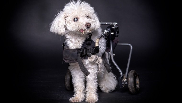 kleiner und alter weißer Hund im Rollstuhl oder im Wagen, der auf schwarzem Hintergrund sitzt und aufwirft.
