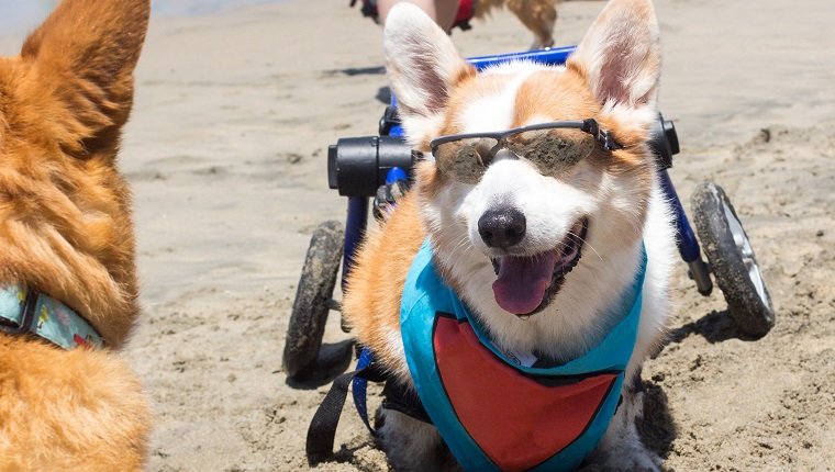 Behinderter Pembroke Welsh Corgi genießt den Strand auf Rädern.