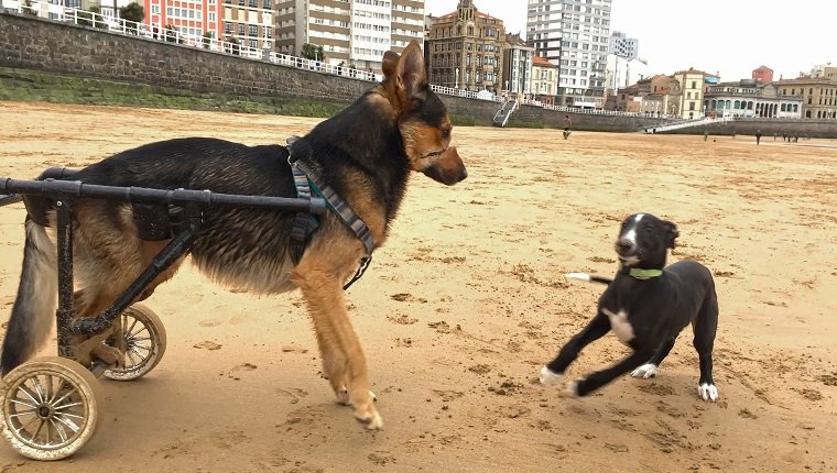 Verletzter Hund, der am Strand spielt