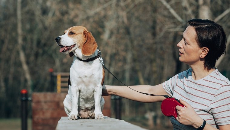 Erwachsene Frau mit einem Beagle auf Hundespielplatz.