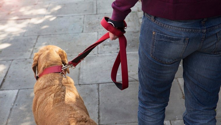 Draufsicht auf den führenden Hund der Frau an der Haustierleine, die auf Straße geht.