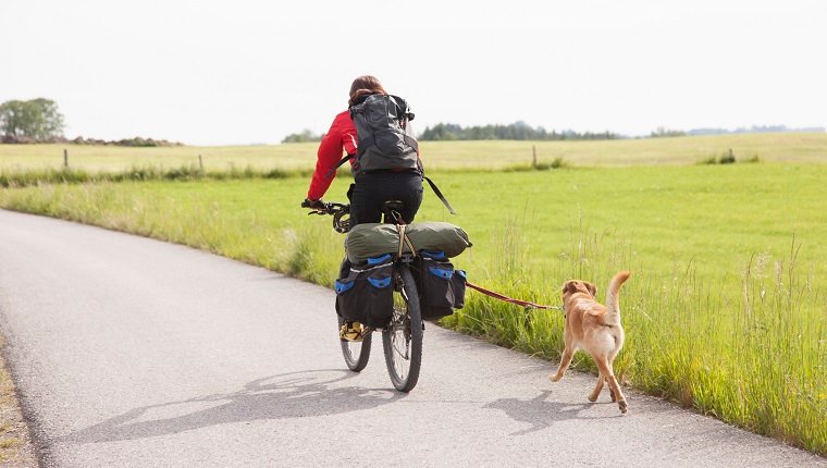Mann, der Fahrrad mit Hund reitet