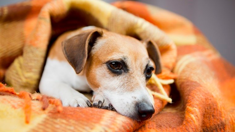Der entzückende Jack Russell Terrier liegt eingebettet in eine warme, weiche Decke.