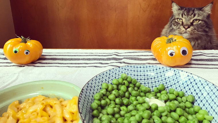 Humorvolles Porträt einer Maine-Coon-Katze, die an einem Esstisch neben Tomaten mit googly Augen und Schalen sitzt, die mit Erbsen und Butter und Makkaroni und Käse gefüllt sind.