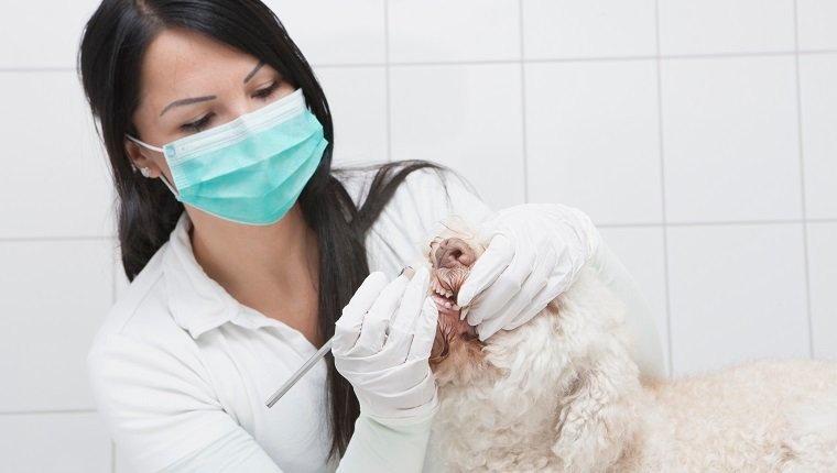 Tierarzt, der Hundezähne in der Tierklinik putzt