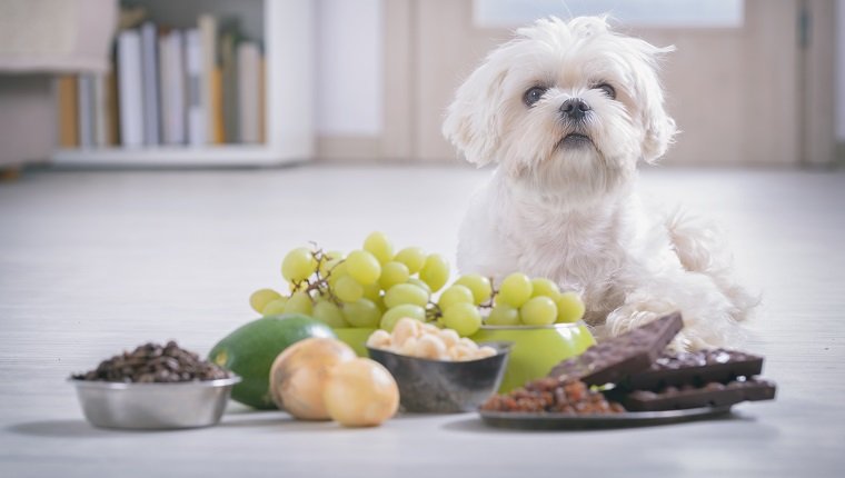 Kleiner weißer maltesischer Hund und Lebensmittelzutaten, die für ihn giftig sind