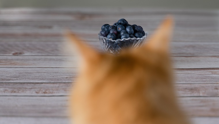 Katze, die das Glas der Blaubeere betrachtet, die eine Krone auf dem Kopf der Katze bildet.