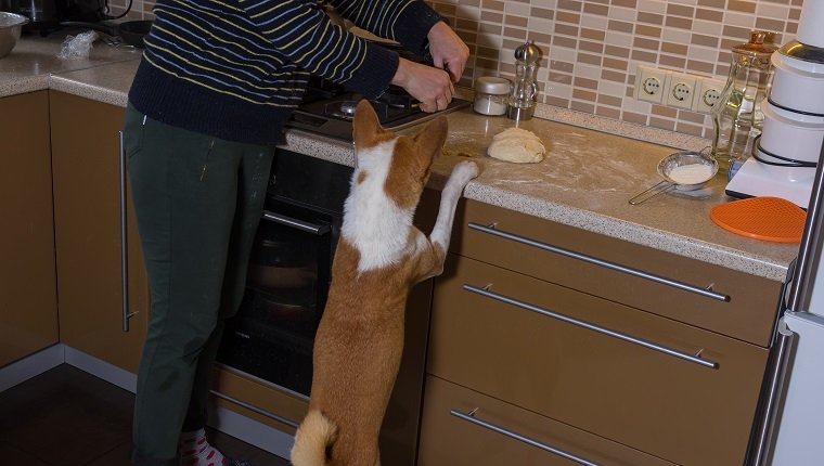 Hungriger Basenji-Hund, der versucht, beim Bilden von Pizzateig zu helfen