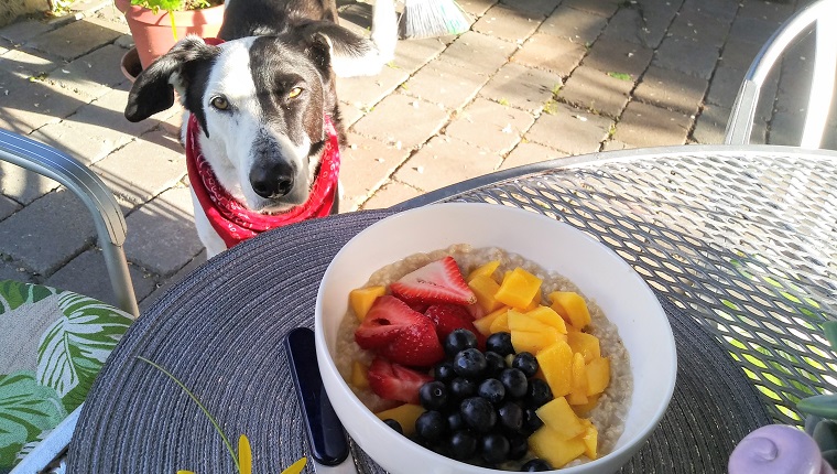 Haferflockenfrühstück mit Erdbeermango und Blaubeere - Frühstück mit Haustier und Hund