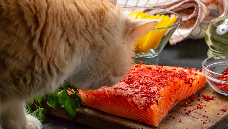 Katze versucht, vom Tisch zu stehlen und ein Stück Lachsfilet zu essen - Foto, Bild.