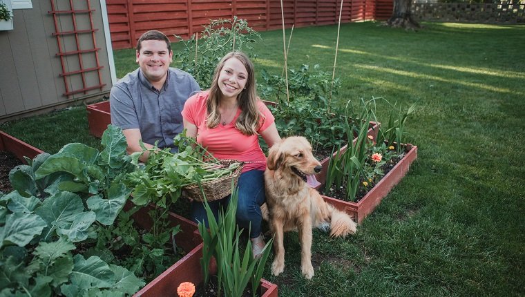 Mann und Frau hocken neben einem erhöhten Gartenbett neben ihrem Golden Retriever und lächeln in die Kamera, während sie einen Korb mit Gemüse zeigen, das sie aus dem Garten geerntet haben.