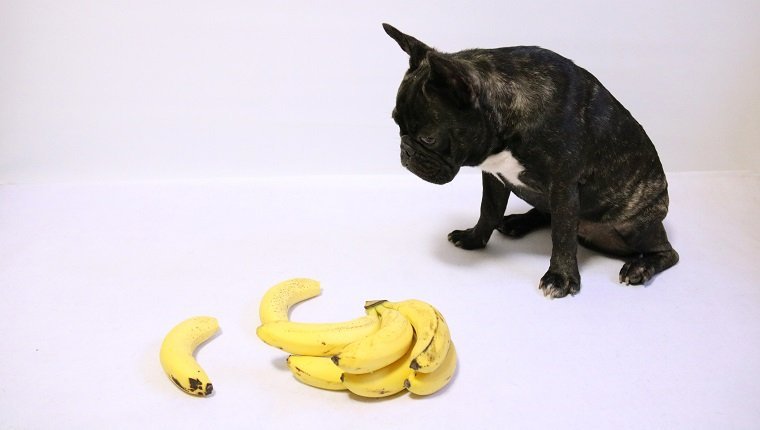Foto mit französischer Bulldogge und Banane auf weißem Hintergrund