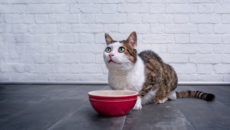 Nette getigerte Katze neben einer Fressnapf, die nach oben schaut und auf Essen wartet.