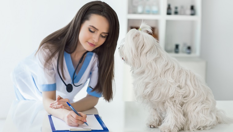 Tierarzt Arzt schreibt Rezept nach niedlichen weißen Hund Prüfung in der Klinik