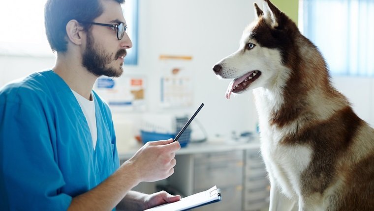 Junger Tierarzt im Gespräch mit seinem Patienten