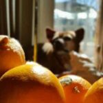 Dogs with oranges