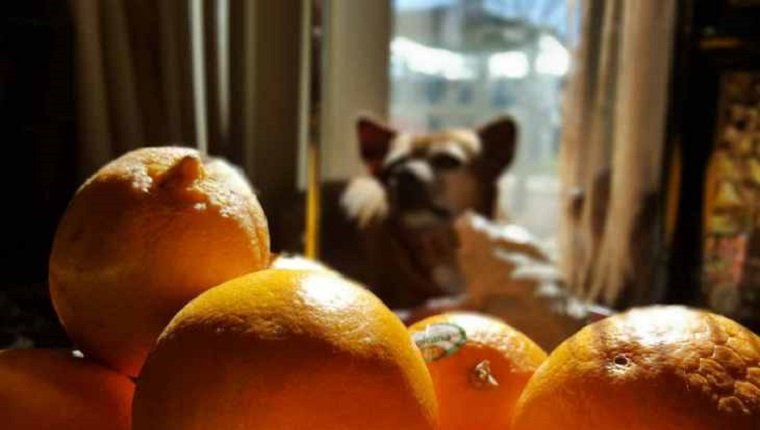 Dogs with oranges