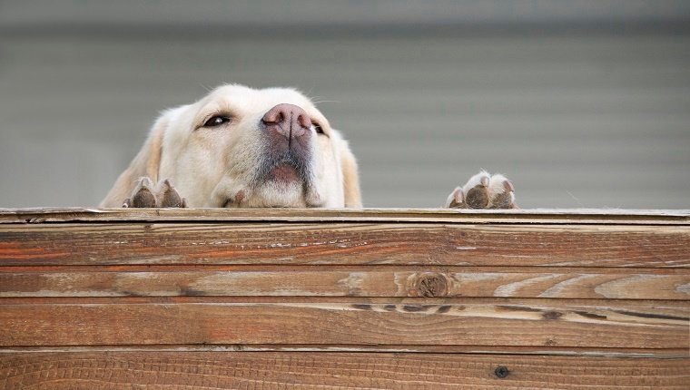 Hund, der über Zaun schaut
