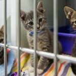 National Adopt A Shelter Pet Day: 6 Gründe, eine Katze aus einem Tierheim zu adoptieren