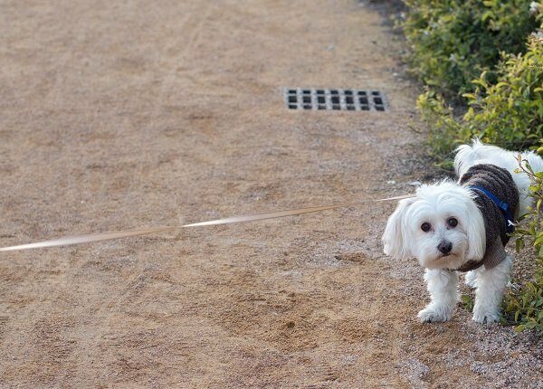 Maltese Dog Urinating On Plants